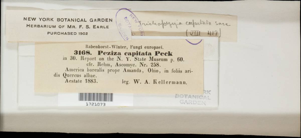 Lachnum capitatum image