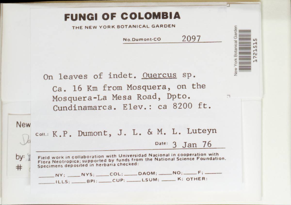 Lachnum cruciferum image