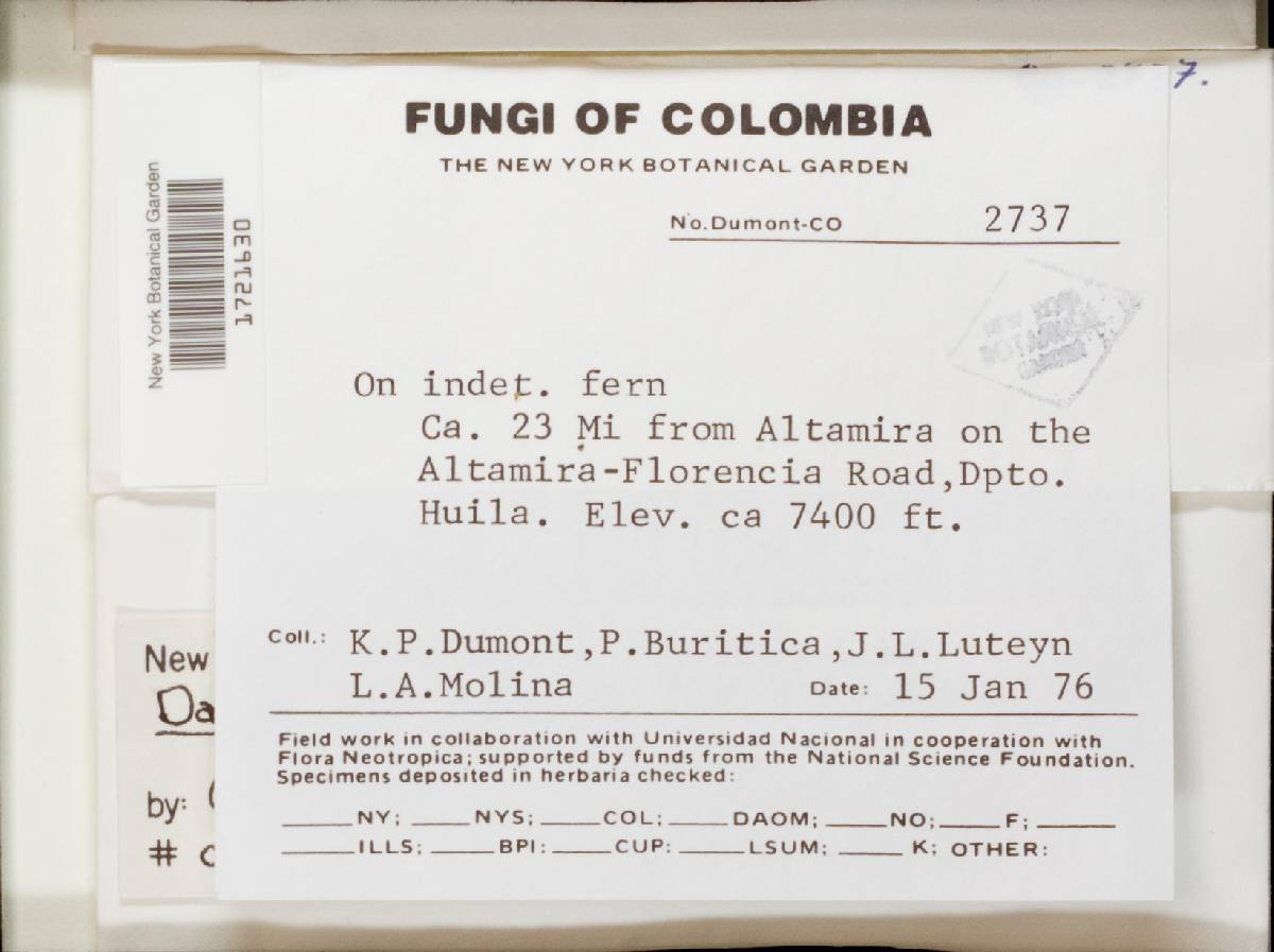 Lachnum fimbriiferum image