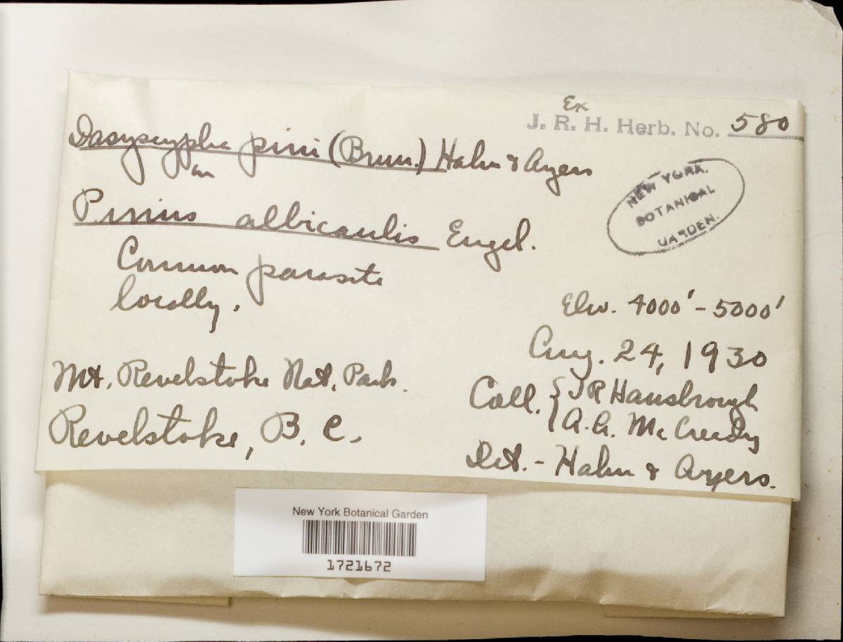 Lachnellula fuscosanguinea image