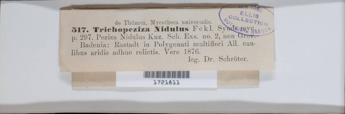 Lasiobelonium nidulum image