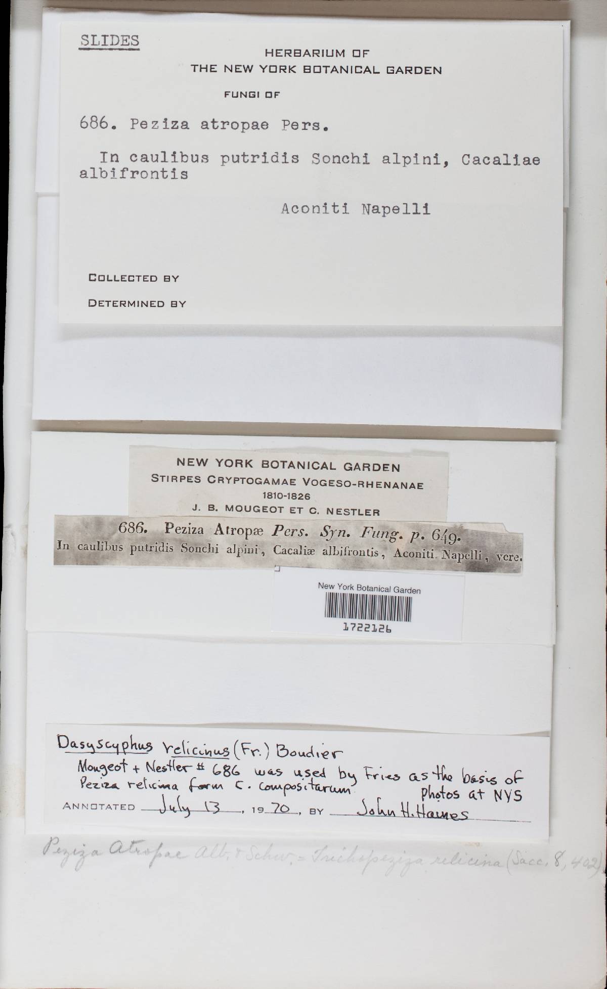 Lachnum relicinum image