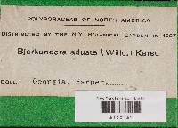 Bjerkandera adusta image