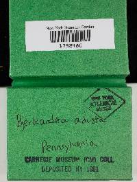 Bjerkandera adusta image