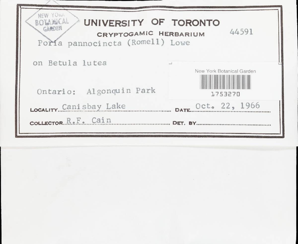 Gloeoporus pannocinctus image