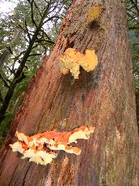 Laetiporus conifericola image