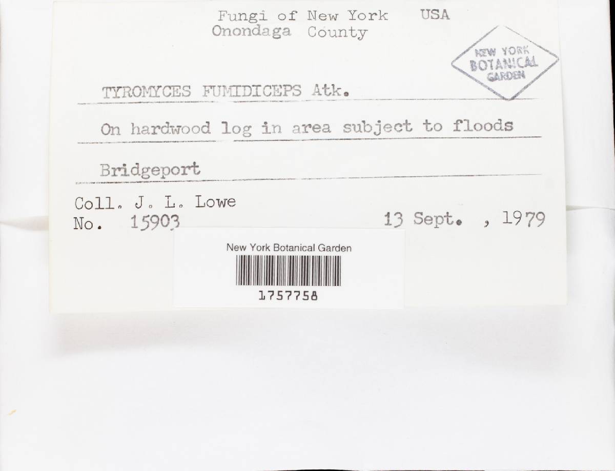 Tyromyces fumidiceps image