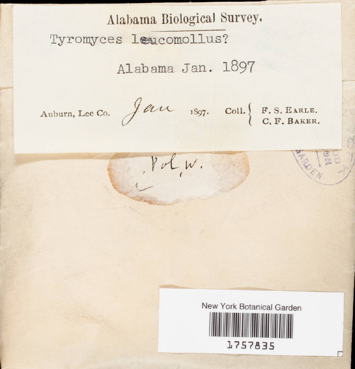 Tyromyces leucomallus image