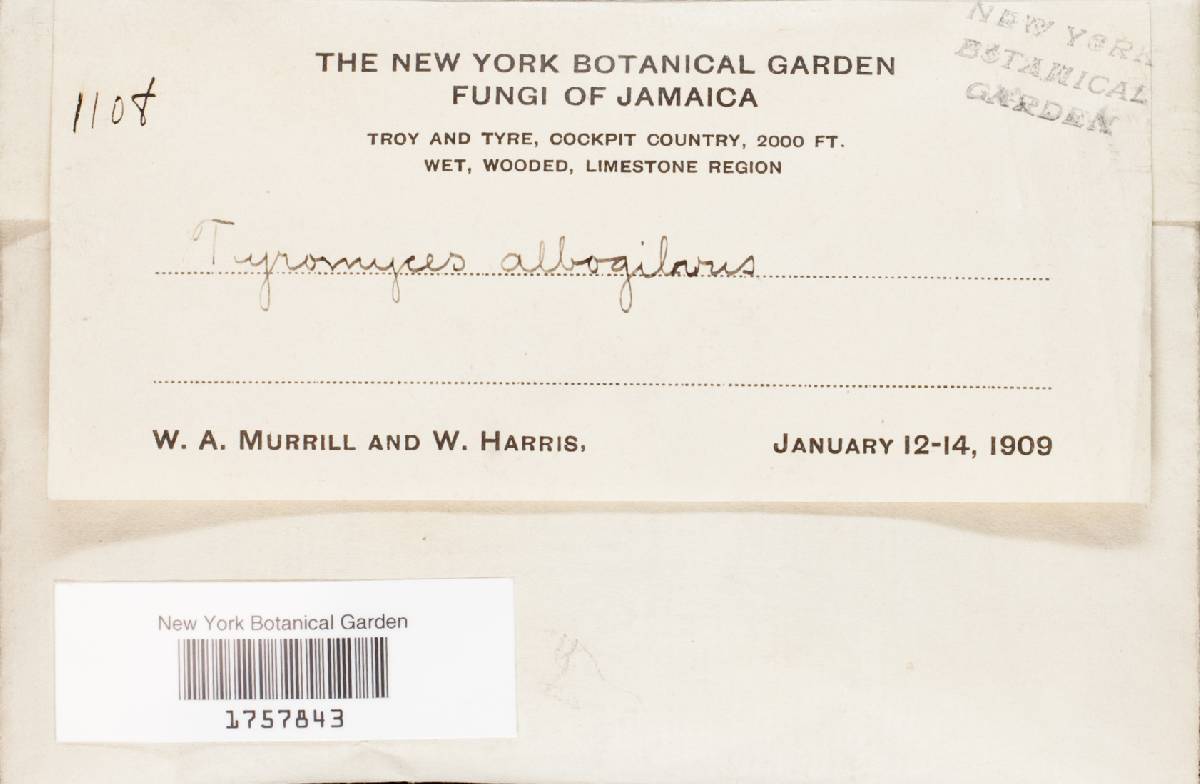 Tyromyces albogilvus image