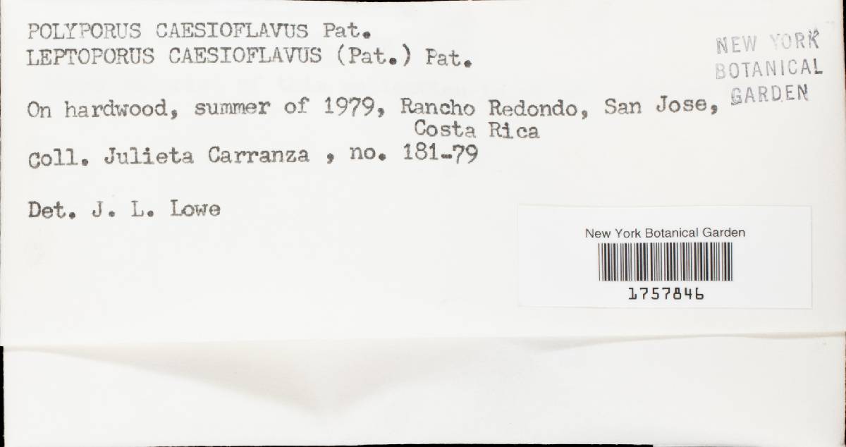 Tyromyces caesioflavus image