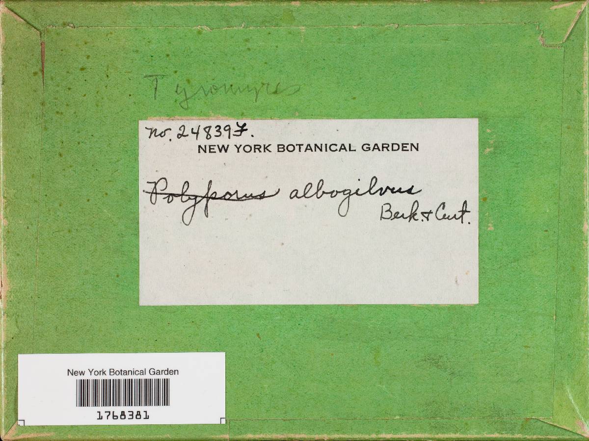 Tyromyces albogilvus image