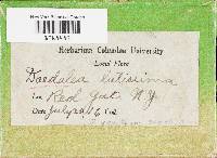 Cerrena unicolor image