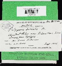 Climacocystis borealis image
