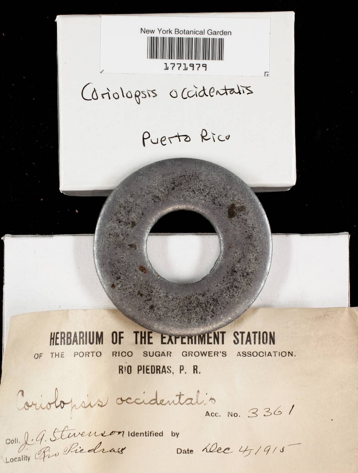 Funalia polyzona image