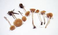 Galerina graminea image