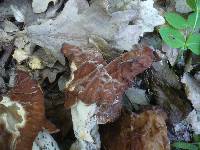 Gyromitra fastigiata image