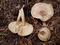 Clitocybe albirhiza image