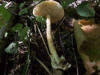 Amanita crocea image