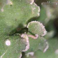 Cladonia ochrochlora image