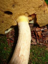 Boletus gertrudiae image