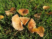 Lactarius torminosus image