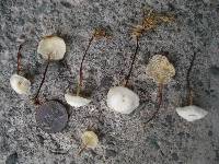 Marasmius delectans image