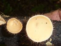 Cookeina tricholoma image