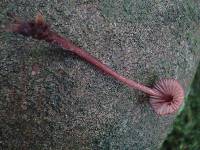 Mycena sanguinolenta image