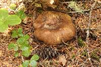 Russula adusta image