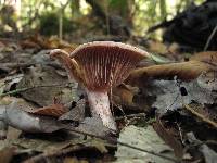 Lactarius subpurpureus image