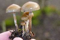 Psilocybe stuntzii image