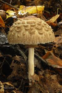 Chlorophyllum olivieri image