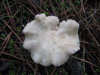 Clitocybe phyllophila image