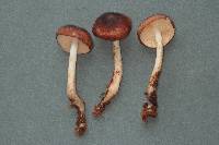 Rhodocollybia oregonensis image