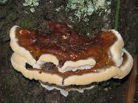 Ganoderma sessile image