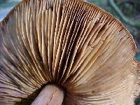 Phaeocollybia kauffmanii image