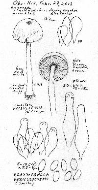 Psathyrella vesiculocystis image