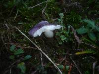 Russula cavipes image