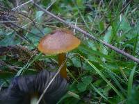 Hygrocybe nigrescens image