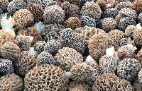 Morchella esculentoides image