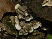 Cerrena unicolor image