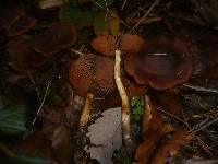 Cortinarius malicorius image