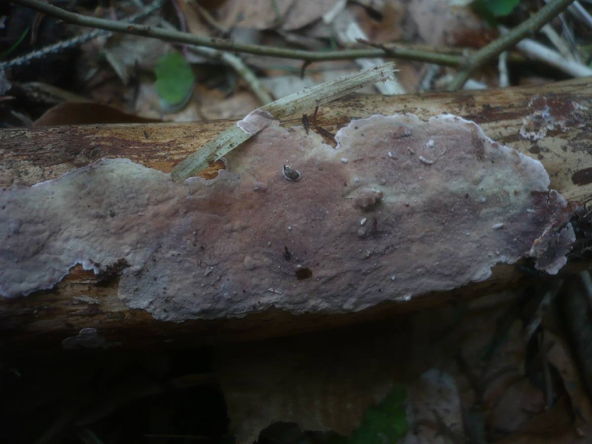 Amylostereum chailletii image