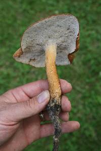 Polyporus radicatus image