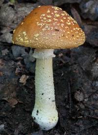 Amanita flavorubens image