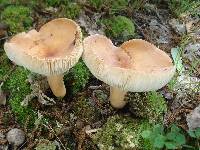 Lactarius volemus image