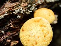 Gymnopilus luteoviridis image