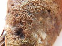 Tapinella atrotomentosa image