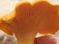 Cantharellus enelensis image