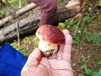 Boletus rubriceps image